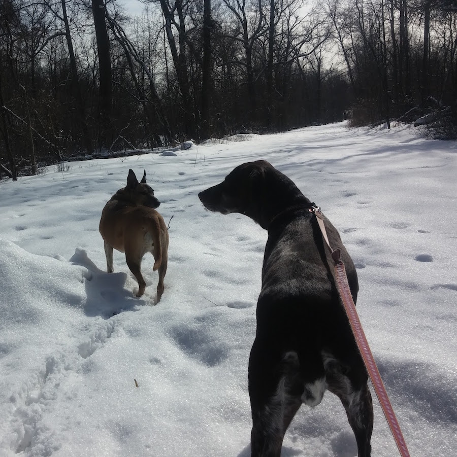 Two dogs in the snow